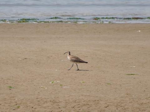 チュウシャクシギ