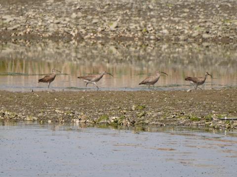 チュウシャクシギ