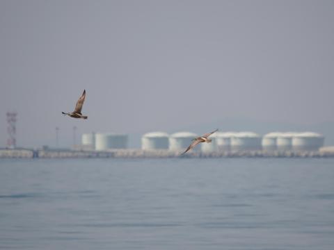 チュウシャクシギ