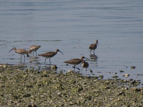 チュウシャクシギ