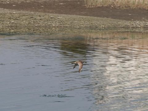 チュウシャクシギ