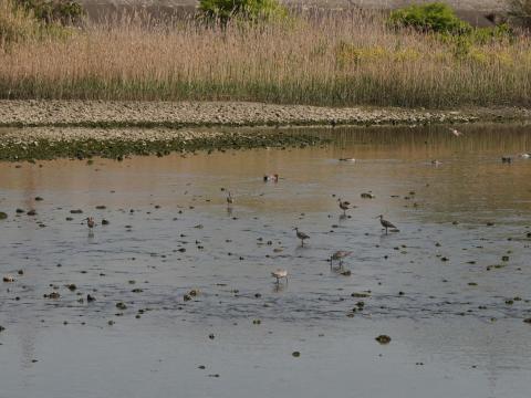 チュウシャクシギ