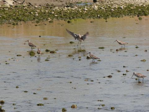 チュウシャクシギ