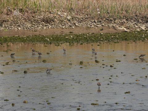 チュウシャクシギ