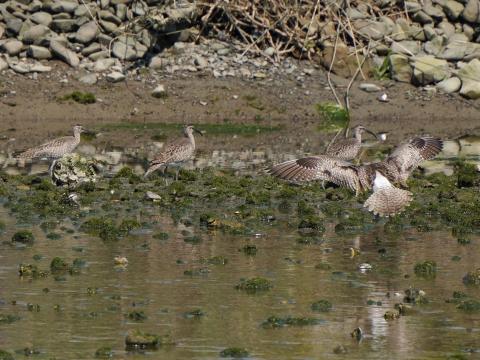 チュウシャクシギ