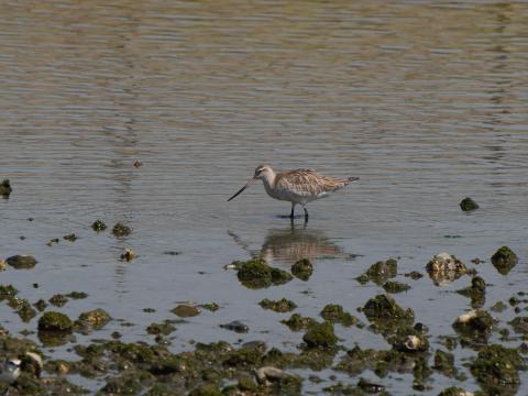 オオソリハシシギ