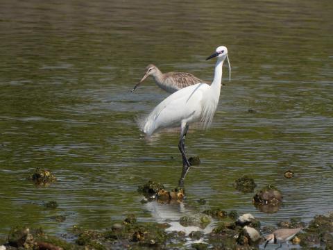 オオソリハシシギとダイサギ