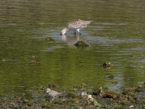 オオソリハシシギ