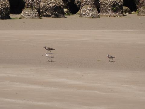 チュウシャクシギとオグロシギ