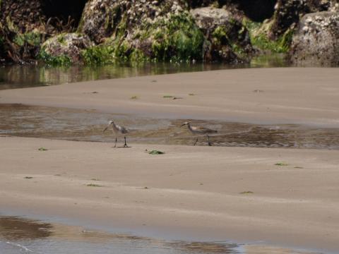 チュウシャクシギとオグロシギ