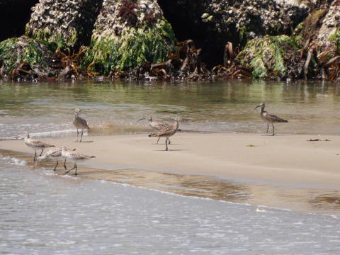 チュウシャクシギとオグロシギ
