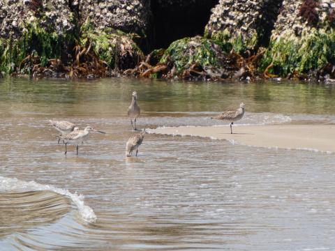 チュウシャクシギとオグロシギ