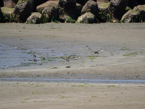 オグロシギとチュウシャクシギ