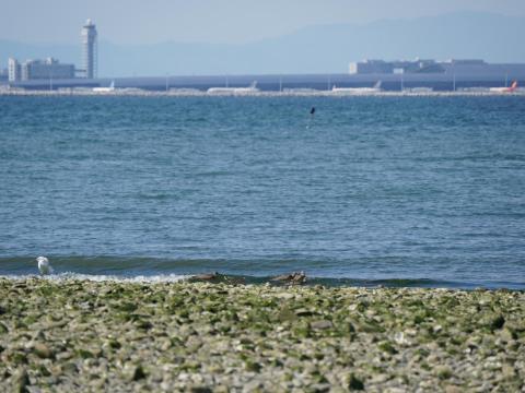 関空とチュウシャクシギ