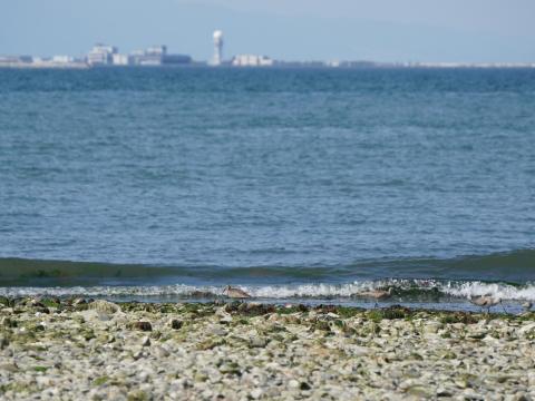 チュウシャクシギとオグロシギ