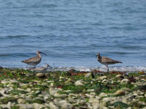 チュウシャクシギとキアシシギ