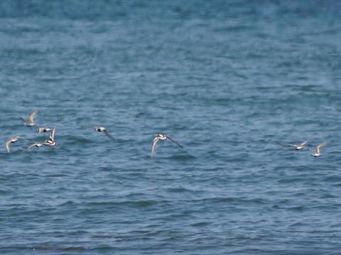 チュウシャクシギ