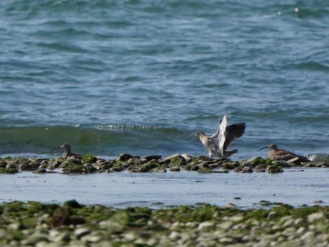 チュウシャクシギ