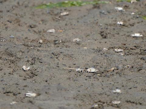 ハクセンシオマネキ