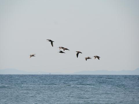 チュウシャクシギ