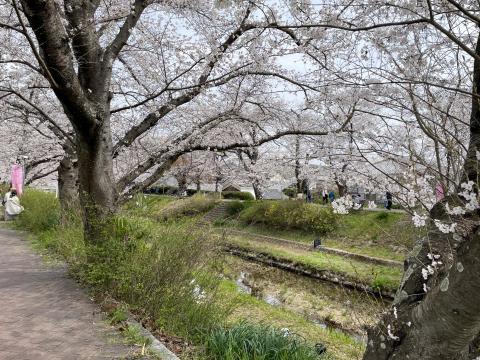 井手の玉水のソメイヨシノ