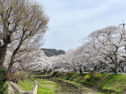 井手の玉水のソメイヨシノ