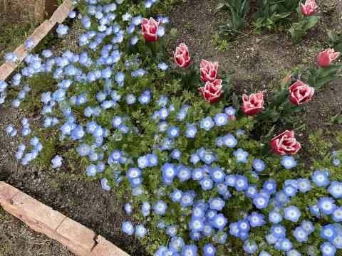 ネモフィラとチューリップ