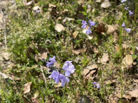 マツバウンラン