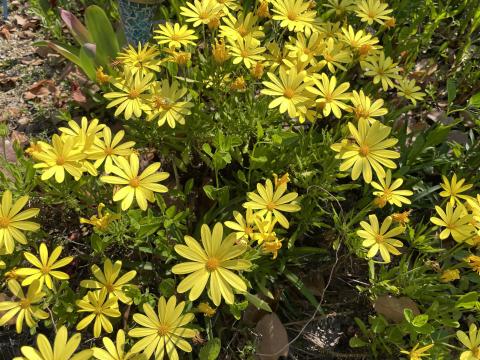 ユリオプスデージー