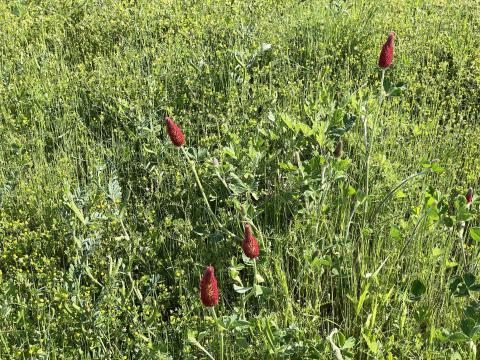 ベニハナツメクサ