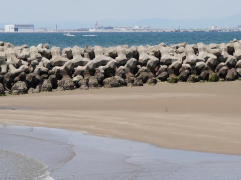 チュウシャクシギとオグロシギ