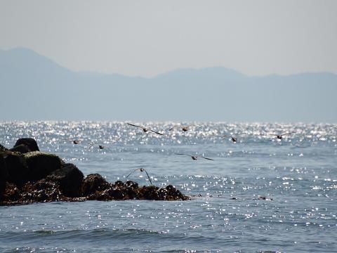 チュウシャクシギ