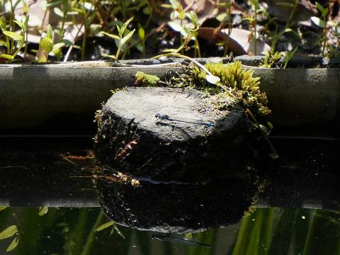 クロイトトンボ