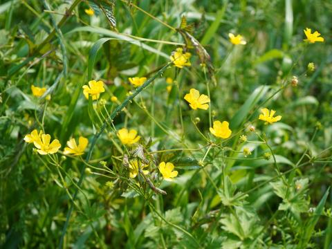 ウマノアシガタ