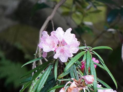 キョウチクトウ