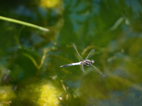 シオカラトンボ