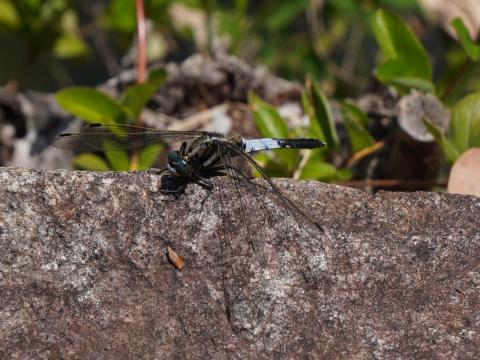 オオシオカラトンボ