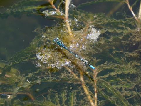 セスジイトトンボ