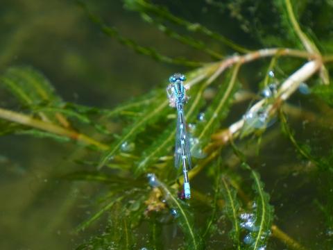 セスジイトトンボ