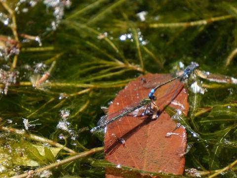 セスジイトトンボ