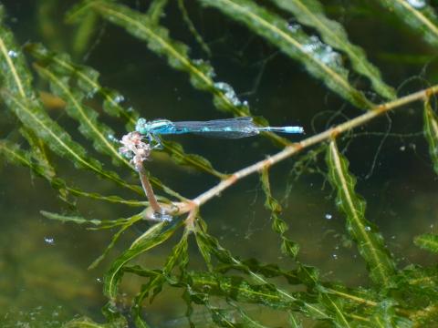 セスジイトトンボ