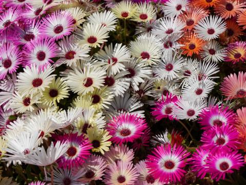 リビングストンデージー