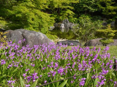 深山の泉のシラン