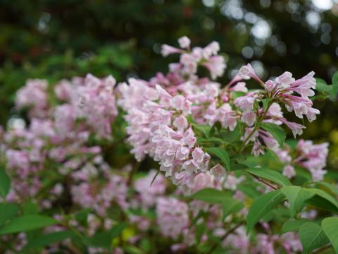 ショウキウツギ