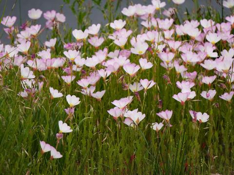 ヒルザキツキミソウ