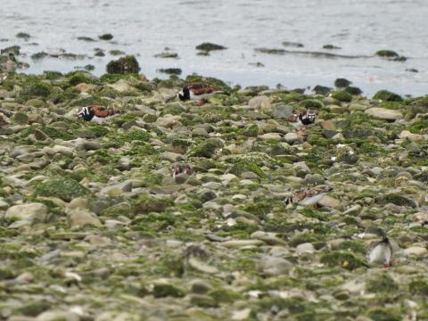 キョウジョシギ