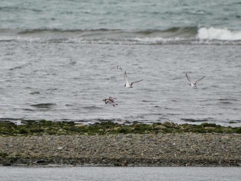 キョウジョシギ