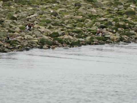 キョウジョシギ