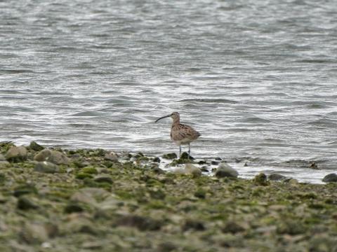 チュウシャクシギ