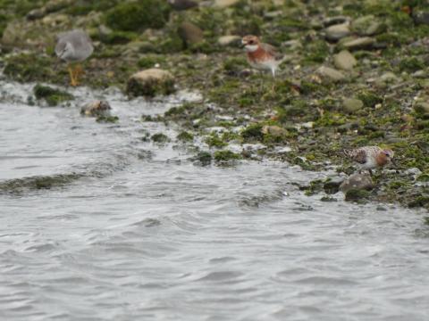 トウネン、メダイチドリ、キアシシギ